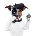 Movie director dog Royalty Free Stock Photo