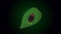 Firefly bioluminescence animation