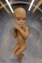 Movie prop fetus Star Child used in 2001 A Space Odyssey movie