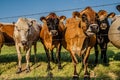 Movie Around in a Texas Field Royalty Free Stock Photo