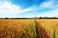 Moving beautiful spring landscape with the path of poppies in a wheat field against a background of cloudy sky Royalty Free Stock Photo