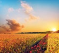 Moving beautiful spring landscape with the path of poppies in a wheat field against a background of cloudy sky Royalty Free Stock Photo