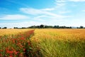 Moving beautiful spring landscape with the path of poppies in a wheat field against a background of cloudy sky Royalty Free Stock Photo