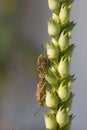 Moving beetles