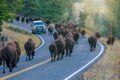 Moving bison blocking a road in Yellowstone National Park. Royalty Free Stock Photo