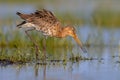 Moving Black tailed Godwit in wetland Royalty Free Stock Photo