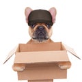 Moving box dog Royalty Free Stock Photo