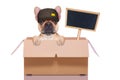 Moving box dog Royalty Free Stock Photo