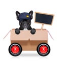 Moving box dog Royalty Free Stock Photo