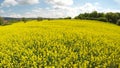 Moving the camera over rapeseed field.