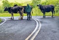 moving dairy cows in Summer rain across divided highway