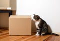 Moving day - cat and cardboard boxes in room Royalty Free Stock Photo