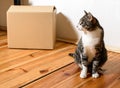 Moving day - cat and cardboard boxes in room Royalty Free Stock Photo