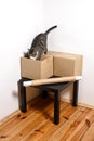 Moving day - cat and cardboard boxes in room Royalty Free Stock Photo