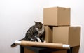 Moving day - cat and cardboard boxes in room Royalty Free Stock Photo