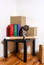 Moving day - cat and cardboard boxes in room Royalty Free Stock Photo