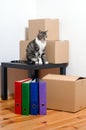 Moving day - cat and cardboard boxes in room Royalty Free Stock Photo