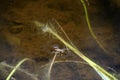 moving effect Macro of Gerris lacustris or common pond skater Royalty Free Stock Photo