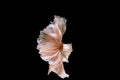 Moving fish tail of Betta fish,Siamese fighting fish isolated on