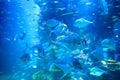 Moving fish in underwater aquarium