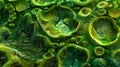 Moving further into the microscopic journey we see another layer of complexity within the algae cells chloroplast. The