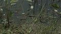 Moving grass snake, natrix on pond with duckweed