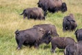 Moving herd of Buffalo in Yellowstone