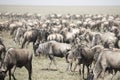 Moving herd of wildebeest in great migration in Serengeti Natio Royalty Free Stock Photo