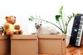 Moving house day. Cat sitting on the boxes in new house. Packed household stuff for moving into new house Royalty Free Stock Photo