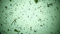 Moving a large number of infusoria and microorganisms, microcosmic timelapse