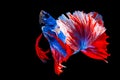 The moving moment beautiful of blue red siamese fighting fish in Thailand, Betta fish, Fancy Halfmoon Betta, Betta splendens Royalty Free Stock Photo