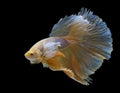 The moving moment beautiful of yellow siamese fighting fish in Thailand. Red betta fish, Fancy Halfmoon Betta, Betta splendens Royalty Free Stock Photo