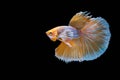 Moving Moment of Gold Silver Half Moon Big Ear oe Elephant Ear Betta Splendens or Siamese Fighting Fish on Black Background