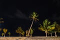 Moving palm trees with wind at the beach of Placencia, Belize