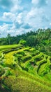 Moving rainy clouds over amazing tegalalang Rice Terrace field with beautiful palm trees growing in cascade, Ubud, Bali