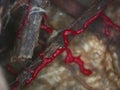 A moving red glazy plasmodium of a slime mold on a substrate