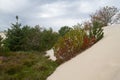 Moving sand threatening forest Royalty Free Stock Photo