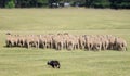 Moving the Sheep (Ovus aries) Herd