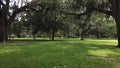 Moving Side View Of Many Candler Oak Trees.