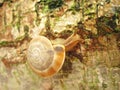 moving Snail Royalty Free Stock Photo