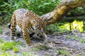 Moving spotted jaguar Royalty Free Stock Photo