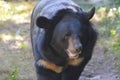 Moving Sun Bear with a Cute Face Royalty Free Stock Photo