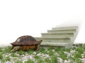 Moving turtle wants to climb on the stairs concept background Royalty Free Stock Photo