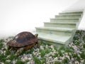 Moving turtle wants to climb on the stairs concept composition