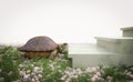 Moving turtle wants to climb on the stairs concept composition Royalty Free Stock Photo