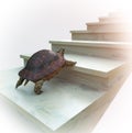 Moving turtle wants to climb on the stairs concept composition Royalty Free Stock Photo