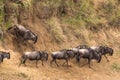 Moving through the water obstacle. Herds of wildebeest. Kenya, Africa