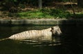 Moving White Stripe Tiger