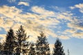 Moving yellow clouds on a blue sky with silhouette trees during