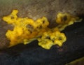 A moving yellow plasmodium of a slime mold on a substrate